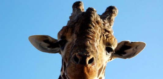 ¡Uau! Jirafa se rompe el cuello y sobrevive