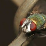 MOSCA