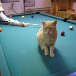 MayorStubbs