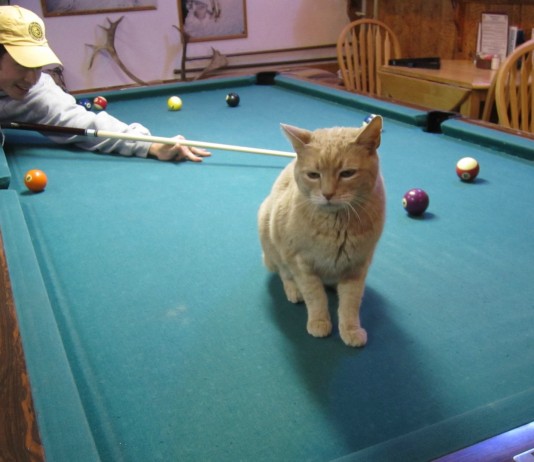 Stubbs: el gato que gobierna en Talkeetna Mayor Stubbs