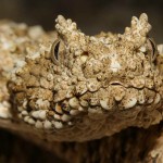 Pseudocerastes urarachnoides, La serpiente que imita a las arañas para atraer a sus presas