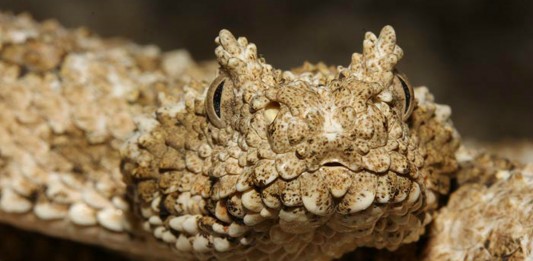 Pseudocerastes urarachnoides, La serpiente que imita a las arañas para atraer a sus presas