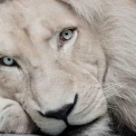 Leones blancos, mensajeros de la divinidad que debemos proteger