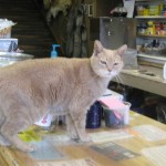 Stubbs, paseando por los comercios