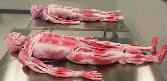 Los inquietantes "humanos sintéticos" de la medicina