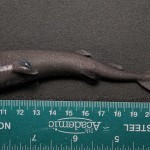 Tiburón de bolsillo