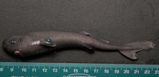 Tiburón de bolsillo