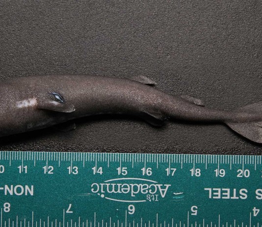 ¡Un tiburón de bolsillo! Tiburón de bolsillo