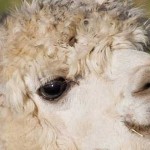 alpaca bebé