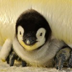 ¿Cómo es la infancia de los animales?