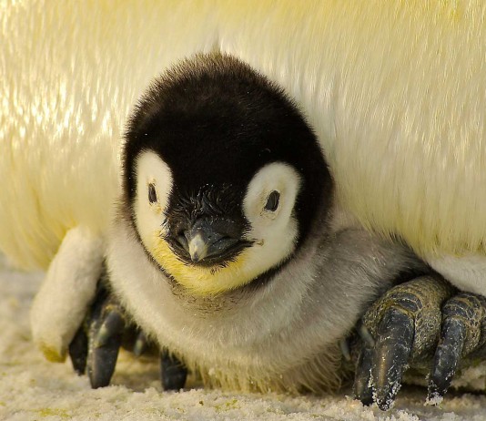 ¿Cómo es la infancia de los animales? ¿Cómo es la infancia de los animales?