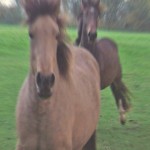 caballos