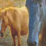 caballos