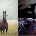 ¿Te gustan los caballos? ¡Conoce lo más curioso!