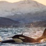 curiosidades-de-las-orcas