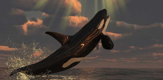 15 curiosidades de las orcas | ¡Ballenas asesinas del mar! curiosidades de las orcas