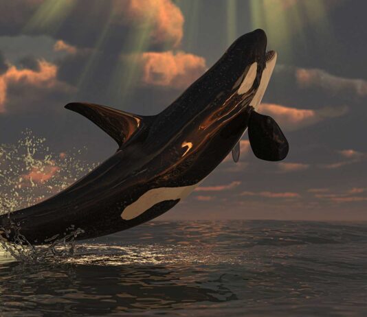 15 curiosidades de las orcas | ¡Ballenas asesinas del mar! curiosidades de las orcas