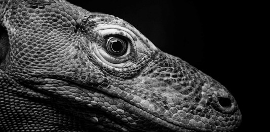 ¡Atrévete con el Dragón de Komodo!