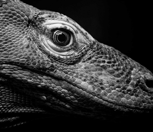 ¡Atrévete con el Dragón de Komodo! ¡Atrévete con el Dragón de Komodo!