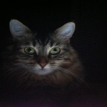 gato