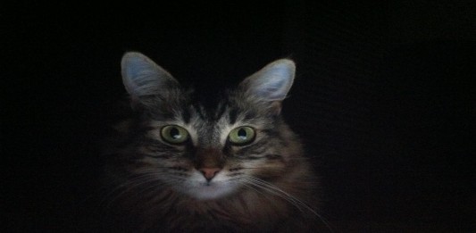 gato