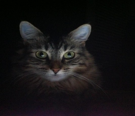 gato