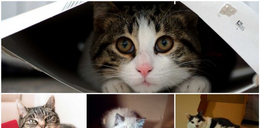 ¿Por qué los gatos adoran las cajas de cartón? ¿Por qué los gatos adoran las cajas de cartón?