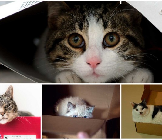 ¿Por qué los gatos adoran las cajas de cartón?