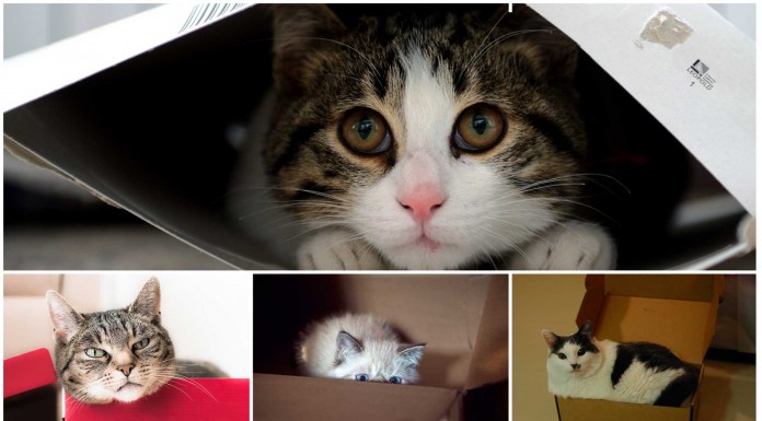 ¿Por qué los gatos adoran las cajas de cartón?