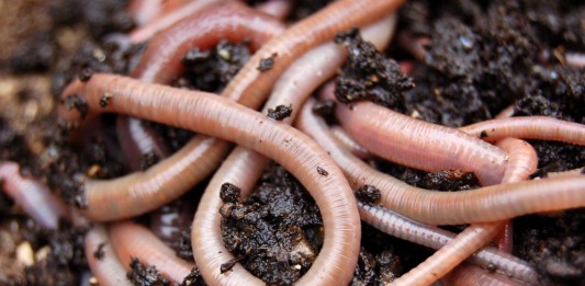 ¡Llueven gusanos en Noruega!