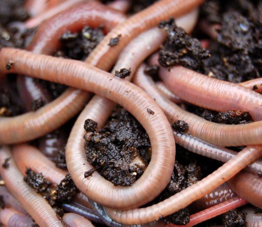 ¡Llueven gusanos en Noruega!