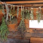 hierbas medicinales