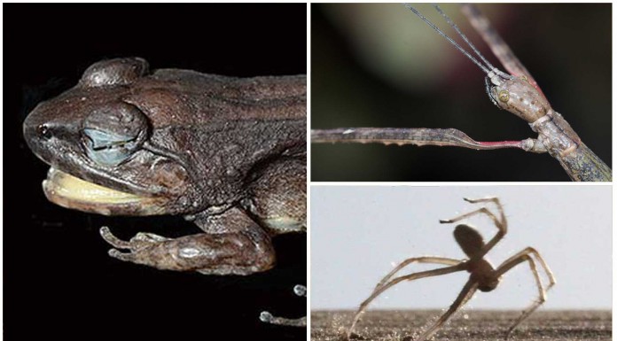 Las 10 nuevas especies del 2014-2015