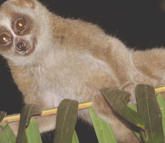 Lorís de Sonda: adorable y ¿venenoso? Lorís de Sonda: adorable y ¿venenoso?