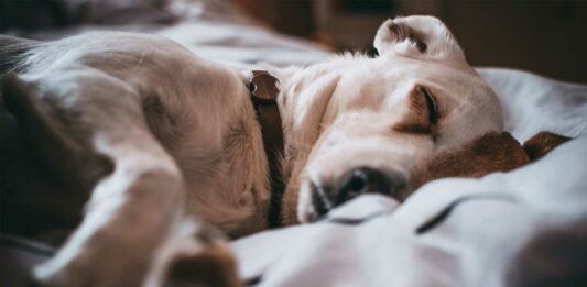 los perros pueden soñar