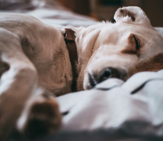 Los perros pueden soñar | ¿También tienen pesadillas? los perros pueden soñar