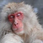 macaco