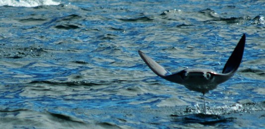 Datos curiosos sobre las rayas y mantarrayas