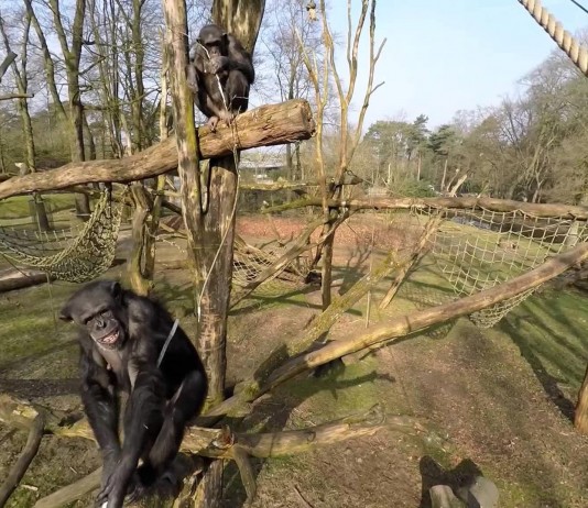La fatal aventura de un "drone" en un zoológico de Holanda