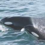 14 Curiosidades sobre las famosas ballenas Orcas