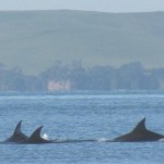 orcas