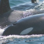 14 Curiosidades sobre las famosas ballenas Orcas