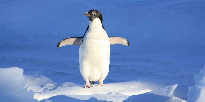 Un pingüino