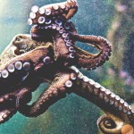 El venenoso pulpo de los anillos azules