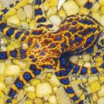 pulpo de anillos azules, mar