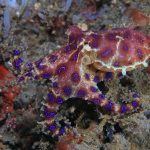 El venenoso pulpo de anillos azules