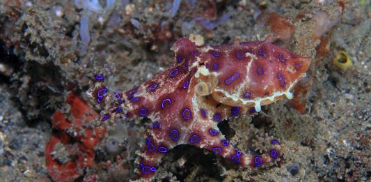 El venenoso pulpo de anillos azules El venenoso pulpo de anillos azules