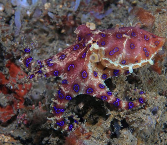 El venenoso pulpo de anillos azules