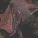 El venenoso pulpo de los anillos azules