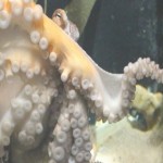 El venenoso pulpo de los anillos azules